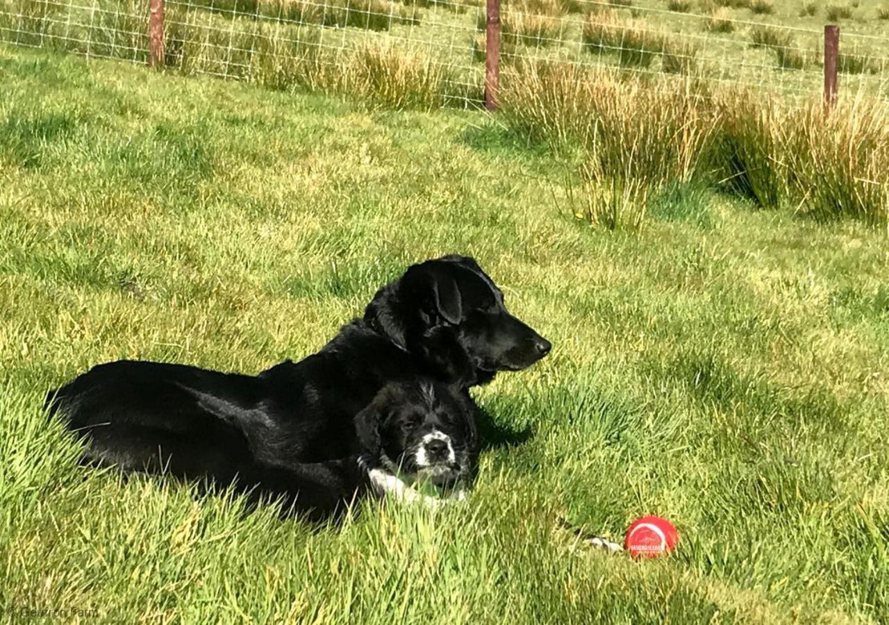 Vila The Barn At Geufron Farm - Dog Friendly - Nr Tywyn Bryn-crug Exteriér fotografie